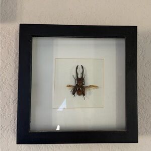 Framed Beetle Display with Black Frame